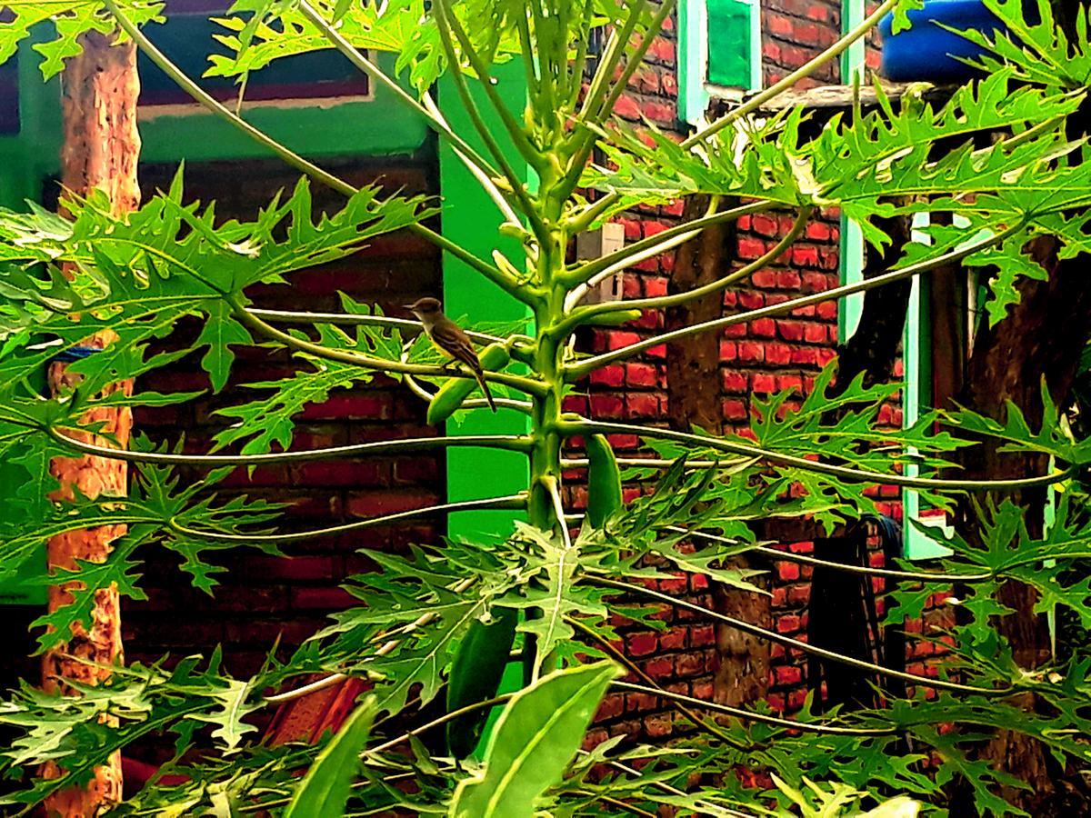 Hospedaje Bananas Altagracia Exterior photo